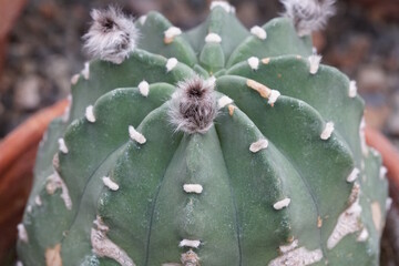 Cactus with Hairy Flower Greenhouse Garden