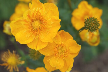Trollius chinensis Golden Queen Globe Flower Gardenia