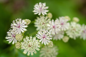 Blüten der Großen Sterndolde