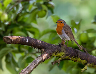 robin on a branch