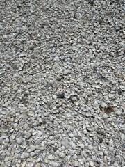 White Shells