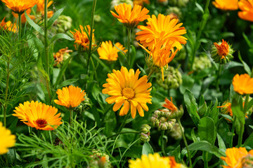 Beautiful blooming healing yellow and orange calendula plant