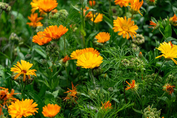 Beautiful blooming healing yellow and orange calendula plant