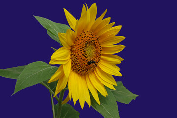 Sunflower flower isolated on a blue background