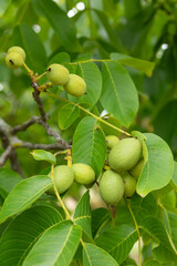 Close-up of green walnuts growing on a walnut tree branch, surrounded by lush foliage. This image captures the unripe nuts in a vibrant orchard setting, showcasing the beauty of nature and organic