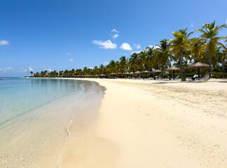 beach with palm trees
