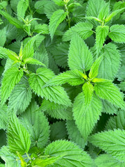 Nettle plant with green leaves as background, closeup