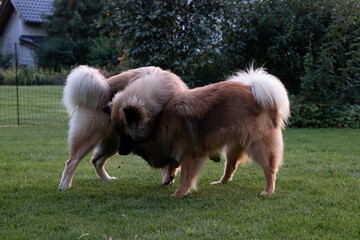 Zwei Eurasier spielen gemeinsam im Garten und beißen sich in die Brust