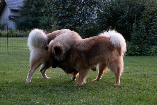 Zwei Eurasier spielen gemeinsam im Garten und bei&szlig;en sich in die Brust