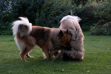 Zwei Eurasier spielen im Garten, einer macht eien Purzelbaum