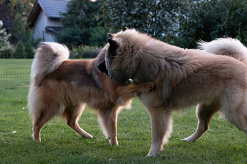 Close Up zwei Eurasier spielen gemeinsam im Garten