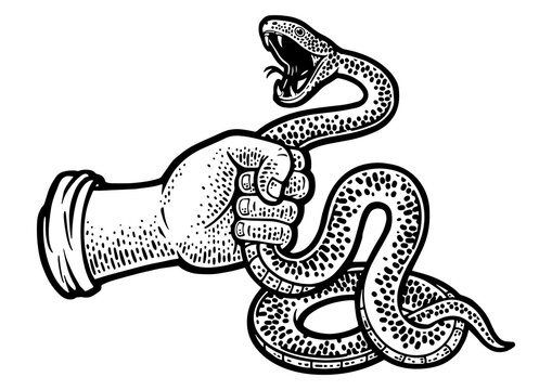 recommend clip art: hand grabbed the attacking snake sketch engraving PNG illustration. T-shirt apparel print design. Scratch board imitation. Black and white hand drawn image.