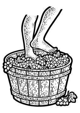 feet crush grapes sketch engraving PNG illustration. T-shirt apparel print design. Scratch board imitation. Black and white hand drawn image.