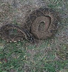 Naja venenosa ou Cobra Urutu. Bothrops Alternata.