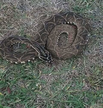 Naja venenosa ou Cobra Urutu. Bothrops Alternata.