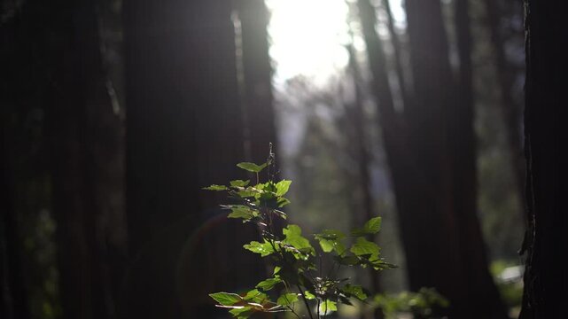 plant moving in the sunlight at yosemite