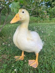 Baby duckling 