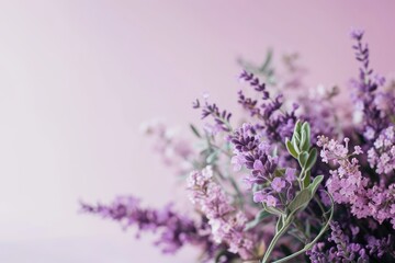 Fototapeta premium Closeup of Blooming Lavender Flowers on a Pink Background