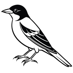 Solid color Eastern Kingbird animal vector design