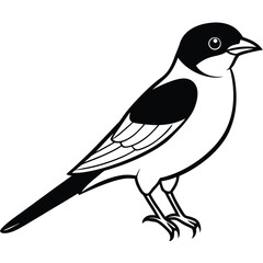 Solid color Eastern Kingbird animal vector design