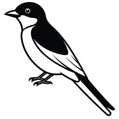 Solid color Eastern Kingbird animal vector design