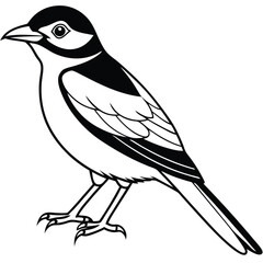 Solid color Eastern Kingbird animal vector design