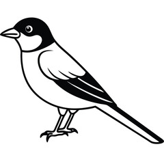 Solid color Eastern Kingbird animal vector design