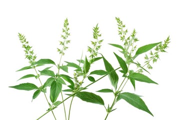 Obraz premium A close-up image of a plant with green leaves, great for botanical or nature-themed designs