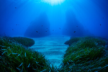 a rock in Mediterranean seabed of Scilla (Reggio Calabria - Italy)