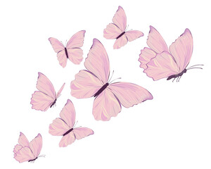 pink butterfly on white background