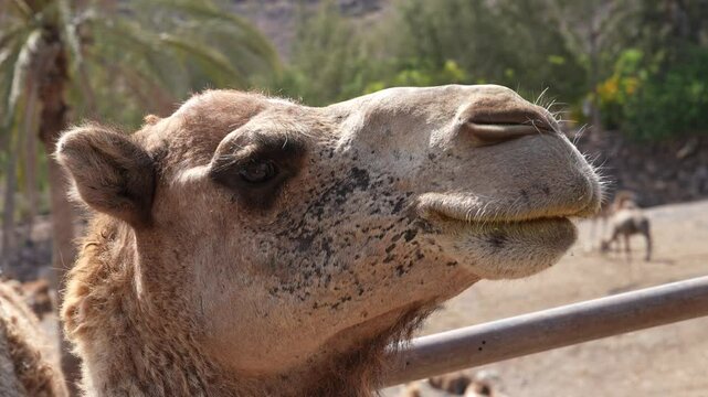 Kamel im Tierpark