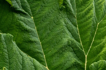 Close up of green leaf texture background. Natural pattern and texture.