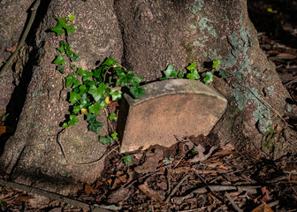 Tree Growing Around Headstone