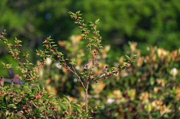 Cedar Waxwings Perched in Mulberry Tree in Decatur Cemetery