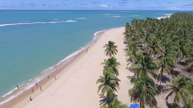 Aeral view of Gunga Beach - Roteiro, Alagoas, Brazil
