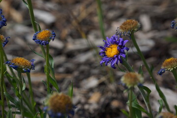 Close up of vivid purple flower with yellow centre