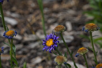 Close up of vivid purple flower with yellow centre