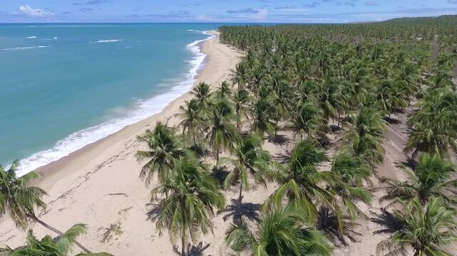 Aeral view of Gunga Beach - Roteiro, Alagoas, Brazil