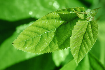 Green young leaves on a blurred background