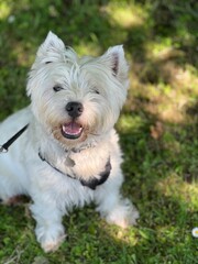 jack russell terrier