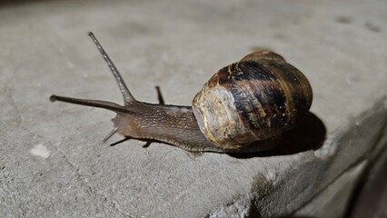 Closeup portrait of a snail at night in the city