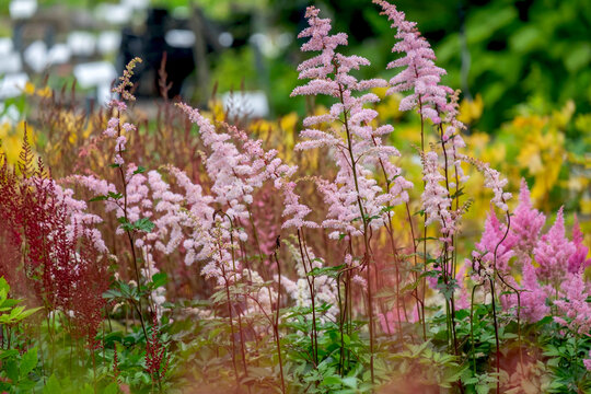 Prachtspieren (Astilbe)
