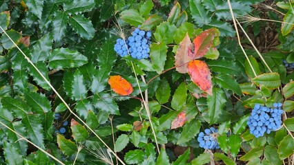 Creeping Oregon grape Mahonia aquifolium blue fruits