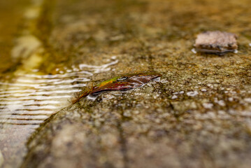Folha na &aacute;gua