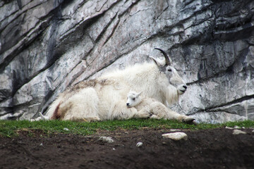 mother and baby mountain goat laying in the grass in front of rock up