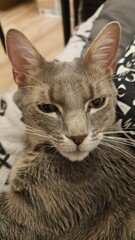 Closeup portrait of elegant gray tabby cat head laying on sofa couch