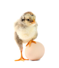 Cute chick and egg isolated on white. Baby animal