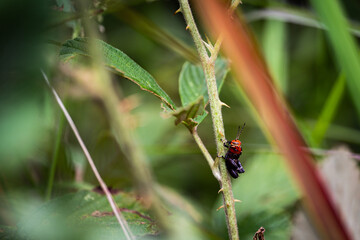 Red and black grasshopper on stem.