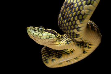 Close-up shot of a venomous snake, belonging to the species Bothrops pulcher.