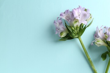 Beautiful alstroemeria flowers on light blue background, top view. Space for text